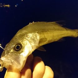 ナイトライトゲーム