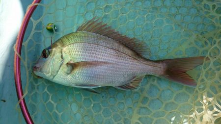 徳島県南タイラバ釣行