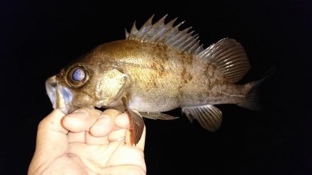 ライトゲーム調査