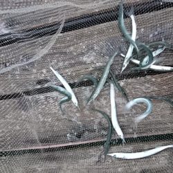 イワシ釣りのつもりがサヨリ救い