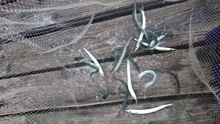 イワシ釣りのつもりがサヨリ救い