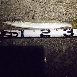 イカ不発も根魚祭り