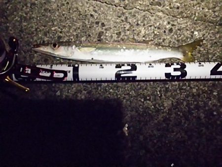 イカ不発も根魚祭り