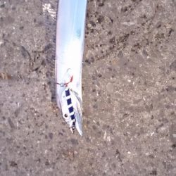 夕マズメ タチウオ