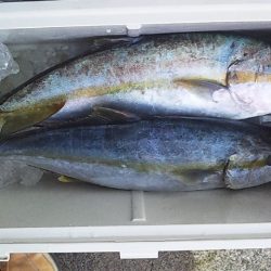 ヒラマサ　ゲット