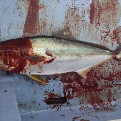 サイズアップヒラマサ