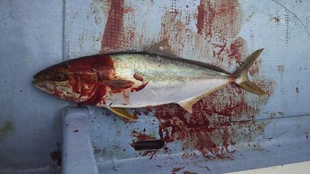 サイズアップヒラマサ