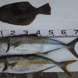 何とかヒラマサゲット