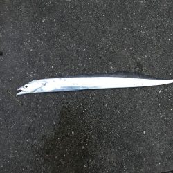 ショートバイトの中なんか