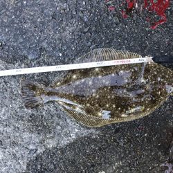 ヒラメきたあ‼︎