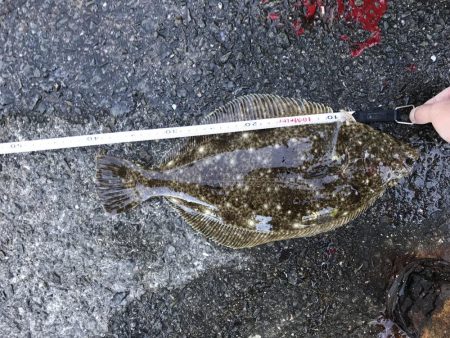 ヒラメきたあ‼︎