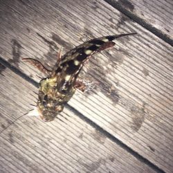 大きいの釣れた