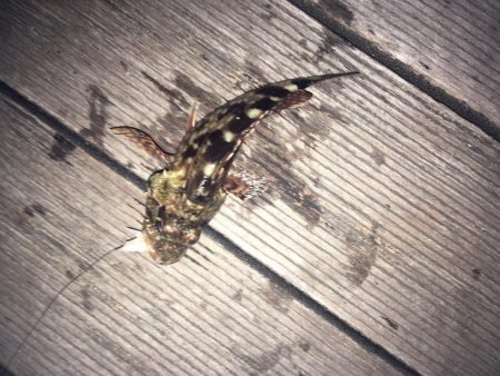 大きいの釣れた