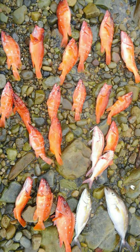 アカハタボート