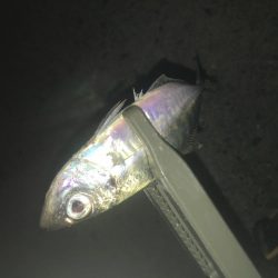 寒さ厳しい夜のアジング
