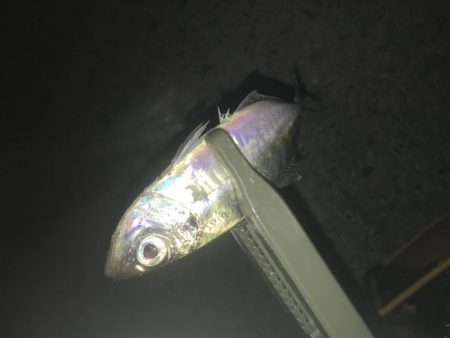寒さ厳しい夜のアジング