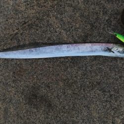 太刀魚すら渋い