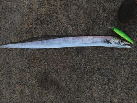 太刀魚すら渋い