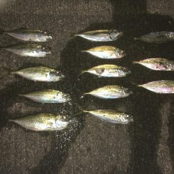 スレたアジにはクリア系強し