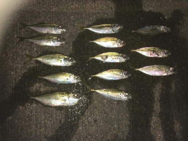 スレたアジにはクリア系強し