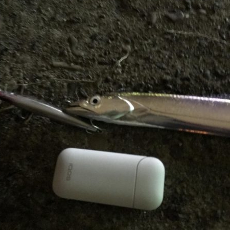 シーバス狙いのタチウオ