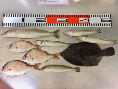 カレイ&落ちギス