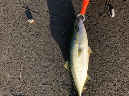 ナブラ発生からのハマチ