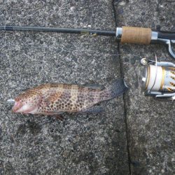 オオモンハタ遠征