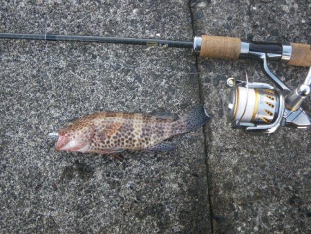 オオモンハタ遠征