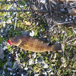 オオモンハタ遠征