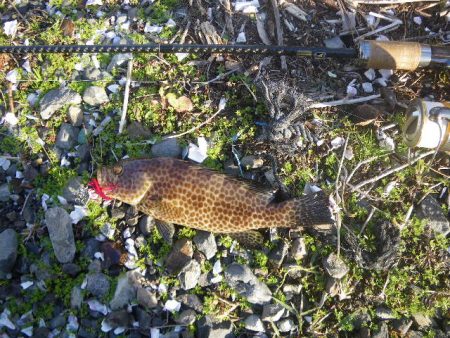 オオモンハタ遠征