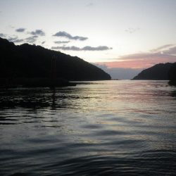 オオモンハタ遠征2