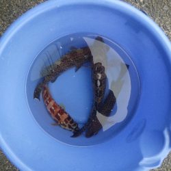 オオモンハタ遠征3