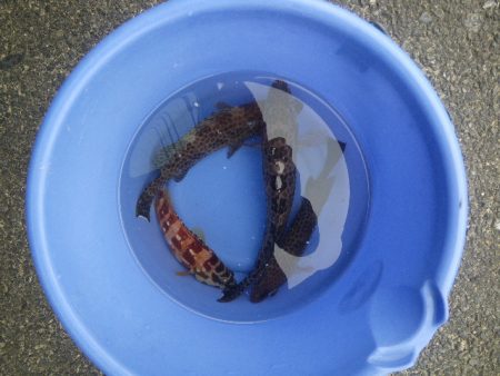 オオモンハタ遠征3