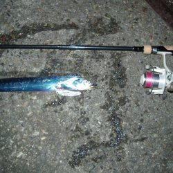 ｻｰﾍﾞﾘﾝｸﾞ