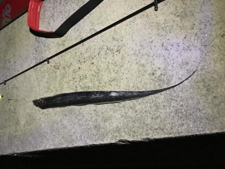 タチウオ釣りに行ってみた。