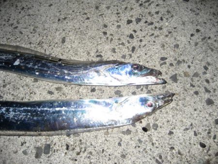 今年は当たり年！？