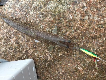 ダイソージグ使ってみた。