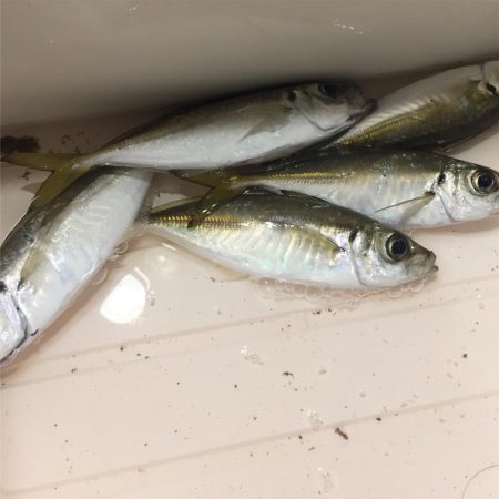 強風の舞洲でアジング