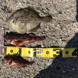 ライトゲーム好調