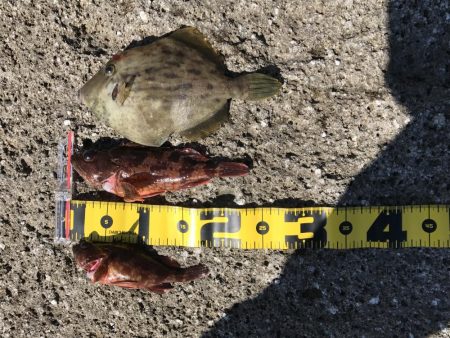 ライトゲーム好調