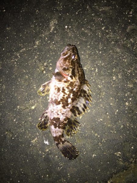 今年初タケノコメバル