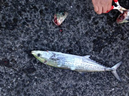 ショアジギング