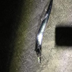 久しぶりにタチウオ