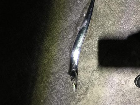 久しぶりにタチウオ