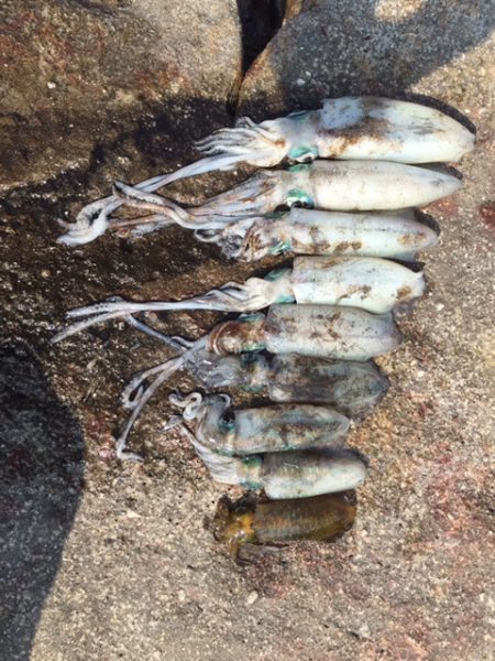 アオリイカ大漁9杯