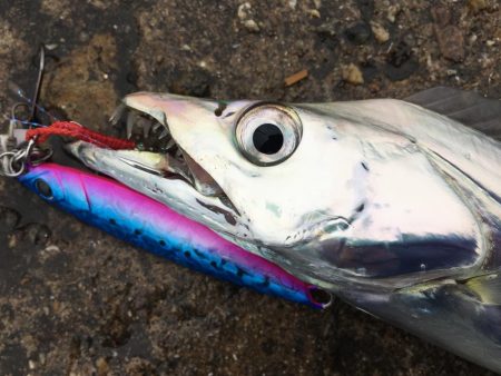 青物狙い！のはずが、、、