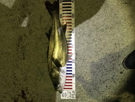 風風風＝シーバス。