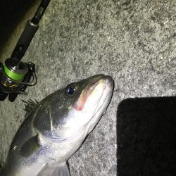 シーバスおるよ。