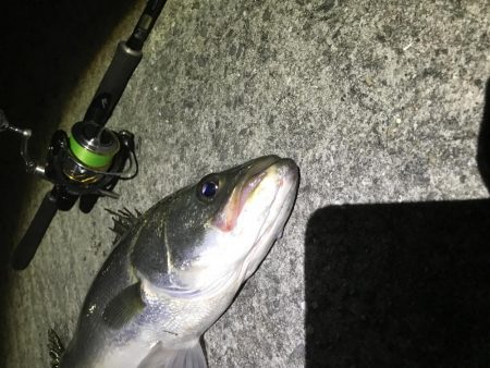 シーバスおるよ。